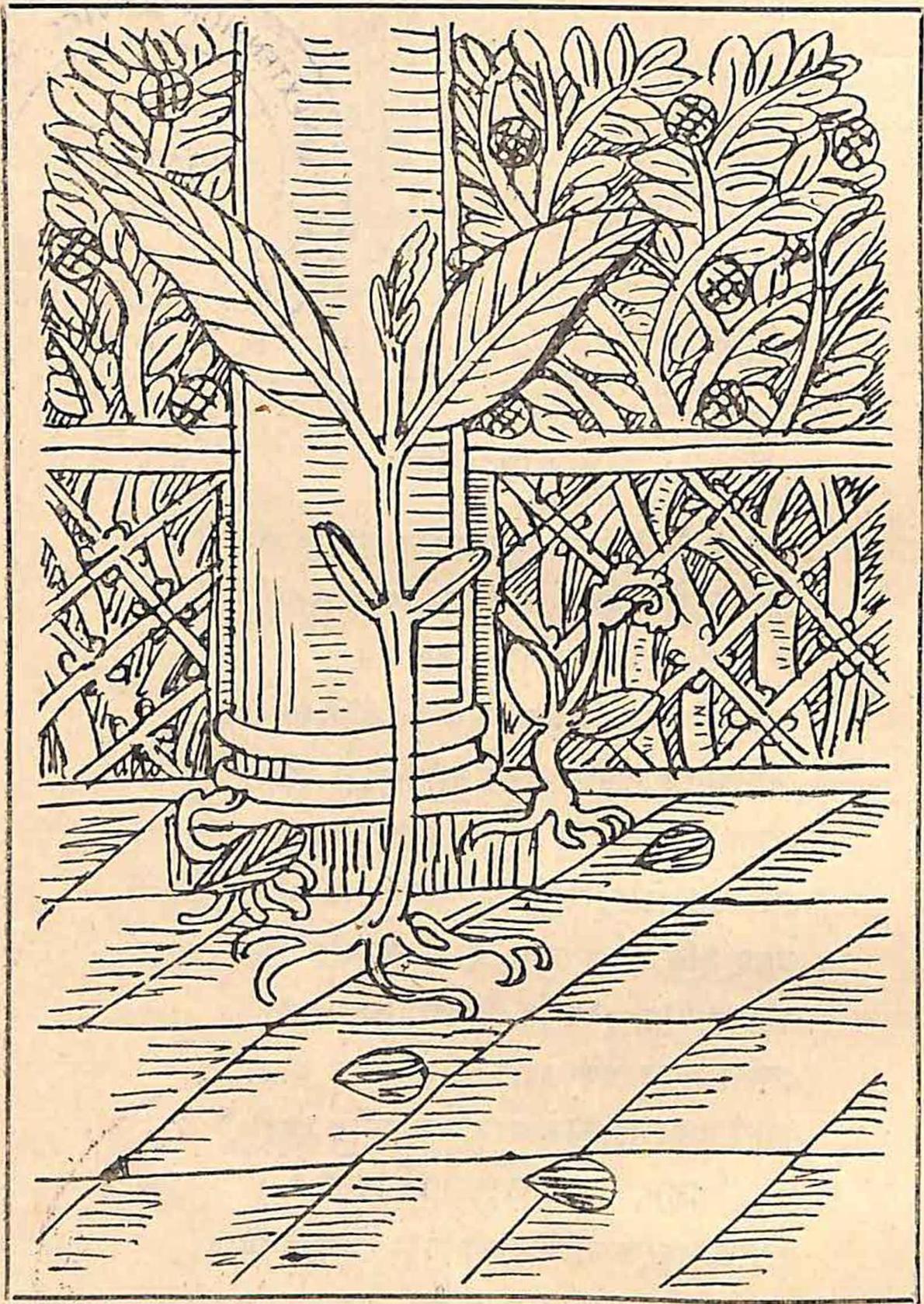 ছড়ার ছবি - রবীন্দ্রনাথ ঠাকুর (page 79 crop).jpg