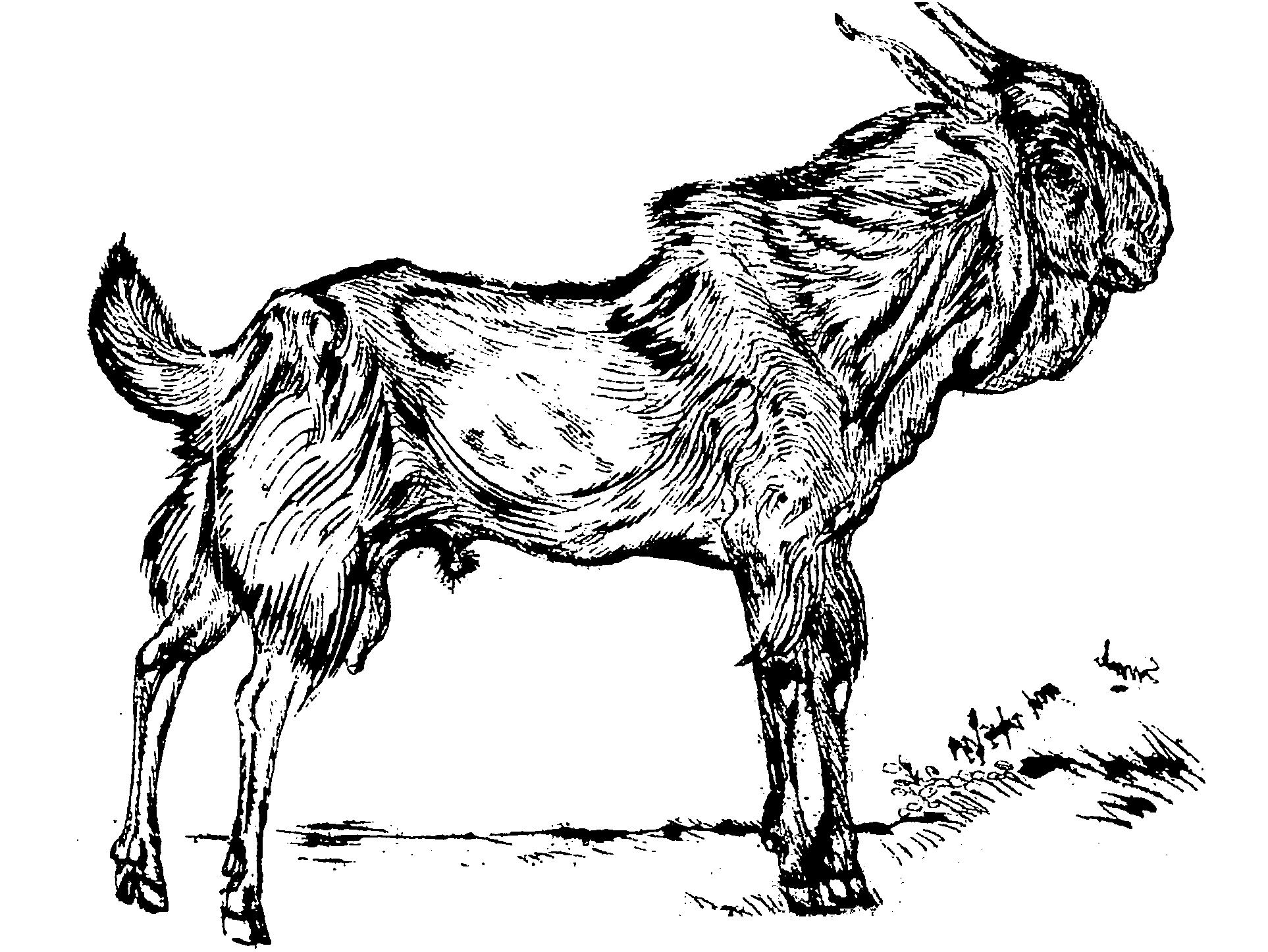 ছড়ার ছবি - রবীন্দ্রনাথ ঠাকুর (page 105 crop).jpg